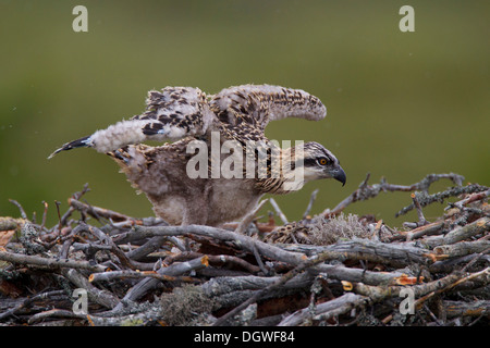 Fischadler oder Sea Hawk (Pandion Haliaetus), junge Vögel auf einem Horst, Subregion Kajaani, Finnland Stockfoto