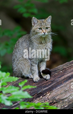 Wildkatze (Felis Silvestris), Wildgehege Nationalpark Bayerischer Wald, Neuschönau, untere Bayern, Bayern, Deutschland Stockfoto