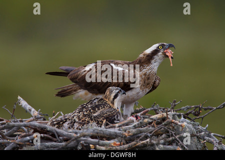 Fischadler oder Sea Hawk (Pandion Haliaetus) Fütterung der Jungvögel auf ein Horst, Subregion Kajaani, Finnland Stockfoto