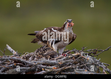 Fischadler oder Sea Hawk (Pandion Haliaetus) Fütterung der Jungvögel auf ein Horst, Subregion Kajaani, Finnland Stockfoto