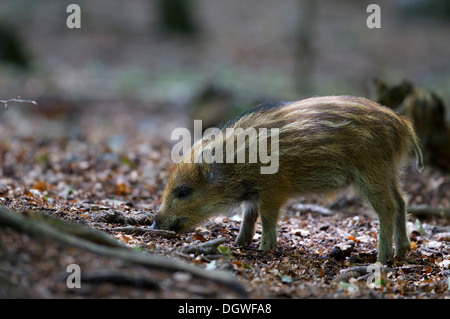 Wildschwein (Sus Scrofa), Ferkel, in einem Gehäuse, Nationalpark Bayerischer Wald, Bayern, Deutschland Stockfoto