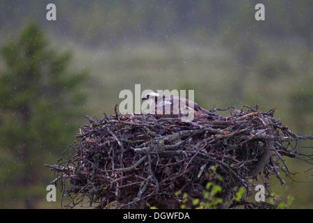 Fischadler oder Sea Hawk (Pandion Haliaetus) in einem Adlerhorst, weibliche Küken zu schützen, vor dem Regen, Subregion Kajaani, Finnland Stockfoto