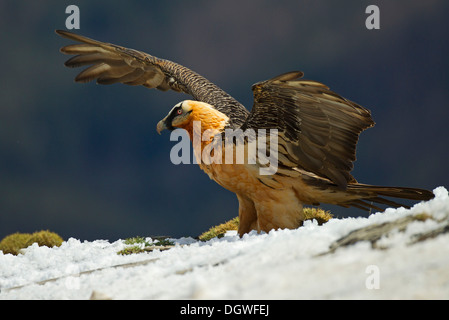 Bartgeier (sollten Barbatus), Erwachsene, Pyrenäen, Aragon, Spanien Stockfoto