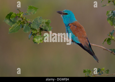 Blauracke (Coracias Garrulus), Nord Bulgarien, Bulgarien Stockfoto