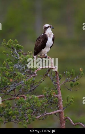 Fischadler oder Sea Hawk (Pandion Haliaetus), Subregion Kajaani, Finnland Stockfoto