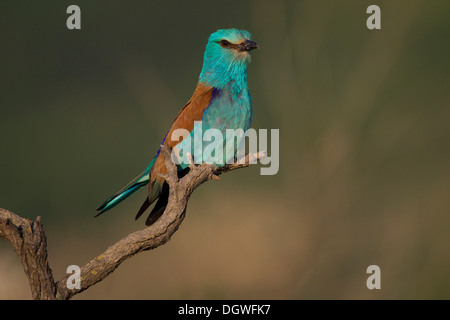 Blauracke (Coracias Garrulus), Nord Bulgarien, Bulgarien Stockfoto