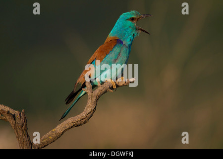 Blauracke (Coracias Garrulus), Nord Bulgarien, Bulgarien Stockfoto