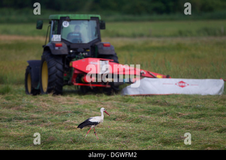 Weißstorch (Ciconia Ciconia) auf der Suche nach Nahrung, kurz nachdem ein Mäher hat ein Feld, Potsdam, Brandenburg, Deutschland gemäht Stockfoto