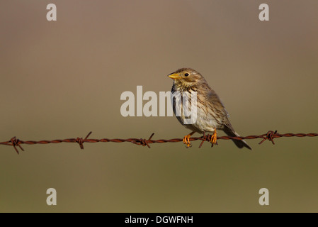 Corn Sie Bunting (Emberiza Calandra), Extremadura, Spanien Stockfoto