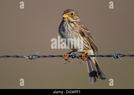 Corn Sie Bunting (Emberiza Calandra), Extremadura, Spanien Stockfoto