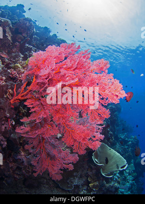 Riesigen Koralle auf ein Riff auf Bunaken, Indonesien Stockfoto