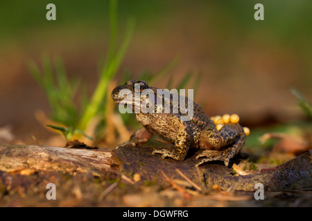 Gemeinsamen Hebamme-Kröte (Alytes Obstetricans), männliche tragenden Frischmasse Eier, Thüringen, Deutschland Stockfoto
