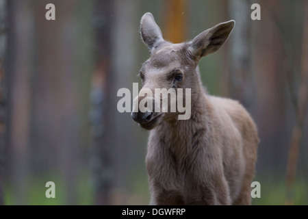 Eurasischen Elch oder Elch (Alces Alces), Kalb, jung, Lappland, Schweden Stockfoto