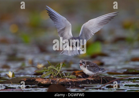 Schwarz-Seeschwalbe (Chlidonias Niger), Altvogel füttern eine Küken auf einer künstlichen Nest Plattform, Berlin, Deutschland Stockfoto