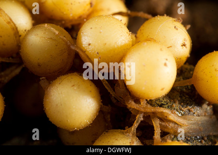 Gemeinsamen Hebamme-Kröte (Alytes Obstetricans), Frischmasse Eier, Detail, Thüringen, Deutschland Stockfoto