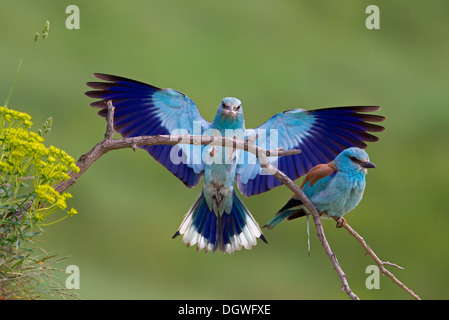 Blauracke (Coracias Garrulus), paar, Mann auf der Zielseite Ansatz mit Insekt, Nord Bulgarien, Bulgarien Stockfoto