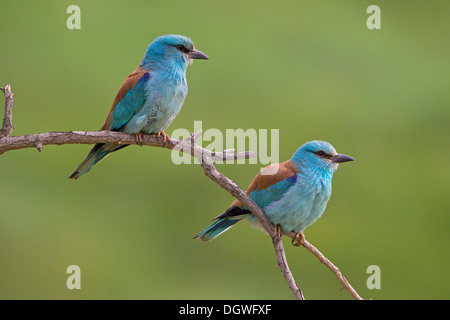 Blauracke (Coracias Garrulus), paar, Nord Bulgarien, Bulgarien Stockfoto