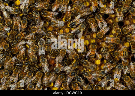 Westliche Honigbienen (Apis Mellifera), Arbeiter auf den versiegelten Brutzellen eine Honigwabe, Thüringen, Deutschland Stockfoto