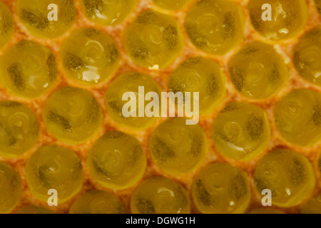 Westliche Honigbienen (Apis Mellifera), frisch geschlüpften Larven in den Brutzellen eine Honigwabe, Thüringen, Deutschland Stockfoto
