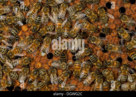 Westliche Honigbienen (Apis Mellifera), Arbeiter auf den versiegelten Brutzellen eine Honigwabe, Thüringen, Deutschland Stockfoto