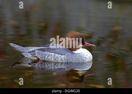 Gänsesäger (Mergus Prototyp), Weiblich, Innsbruck Zoo, Innsbruck, Bezirk Innsbruck-Stadt, Nordtirol, Tirol, Österreich Stockfoto