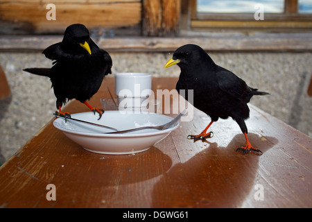 Alpine Alpenkrähen oder Yellow-billed Nebelkrähen (Pyrrhocorax Graculus) Fütterung aus einem Teller, Zugspitzplatt, Wetterstein-Gebirge Stockfoto