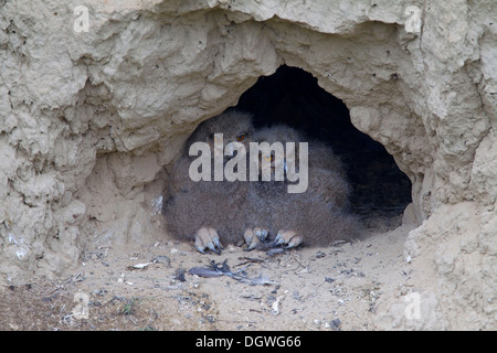 Uhu (Bubo Bubo), Küken in ihren Nährboden in einem Schlamm Wand Nord Bulgarien, Bulgarien Stockfoto