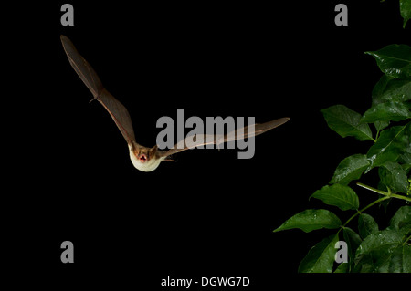 Geringerem Maus-eared Fledermaus (Myotis Blythii) im Flug, Nord Bulgarien, Bulgarien Stockfoto