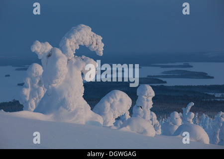 Fjell, im Winter mit Schnee bedeckten Bäume, Kitkajärvi Seen, Nationalpark Riisitunturi, Posio, Lappland, Finnland Stockfoto