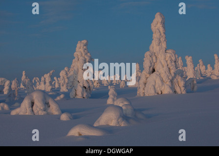 Fjell, im Winter mit Schnee bedeckten Bäume, Riisitunturi National Park, Posio, Lappland, Finnland Stockfoto