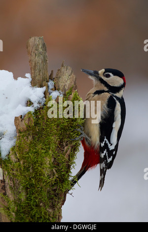 Buntspecht (Dendrocopos großen), Männchen im Winter, Erfurt, Thüringen, Deutschland Stockfoto