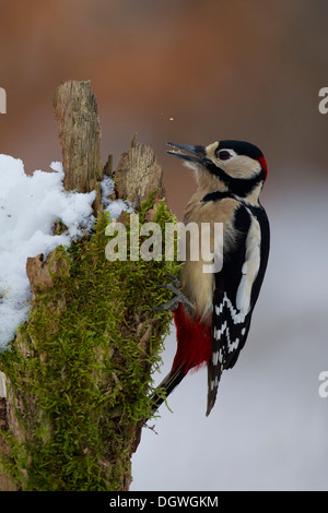 Buntspecht (Dendrocopos großen), Männchen im Winter, Erfurt, Thüringen, Deutschland Stockfoto