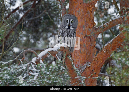 Große graue Eule oder großen grau-Eule (Strix Nebulosa) thront auf einem Baum im Winter, Nordösterbotten, Oulu, Finnland Stockfoto