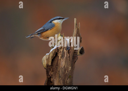 Kleiber (Sitta Europaea), Erfurt, Thüringen, Deutschland Stockfoto