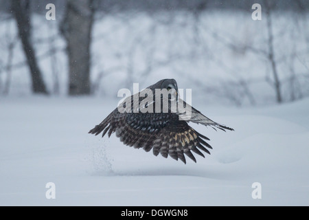 Große graue Eule oder großen grau-Eule (Strix Nebulosa) Tauchen nach Beute im Winter, Oulu, Österbotten, Nordfinnland Stockfoto