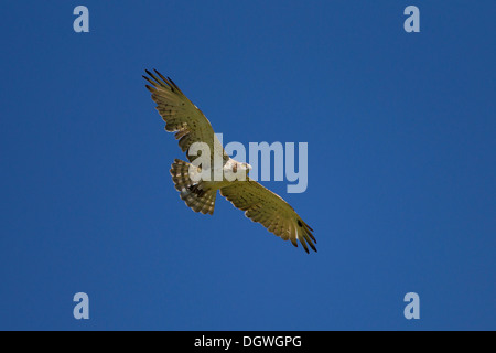 Schlange Schlangenadler (Circaetus Gallicus) im Flug, Extremadura, Spanien Stockfoto