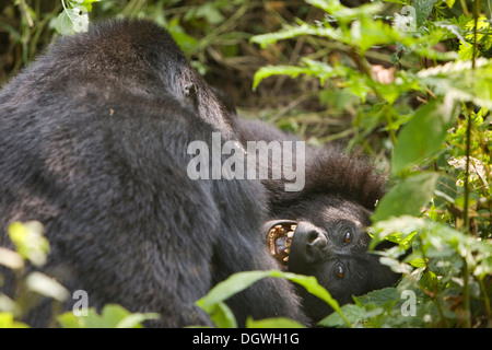 Habituierten Gruppe von Berggorillas (Gorilla Beringei Beringei), Bwindi Impenetrable Forest National Park, von Stockfoto