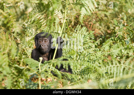 Habituierten Gruppe von Berggorillas (Gorilla Beringei Beringei), Bwindi Impenetrable Forest National Park, von Stockfoto