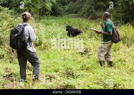 Habituierten Gruppe von Berggorillas (Gorilla Beringei Beringei), Bwindi Impenetrable Forest National Park, von Stockfoto