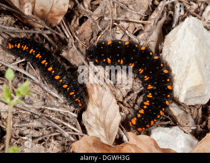 Raupen oder Larven der Apollo-Falter, schon Apollo. Bulgarien. Stockfoto