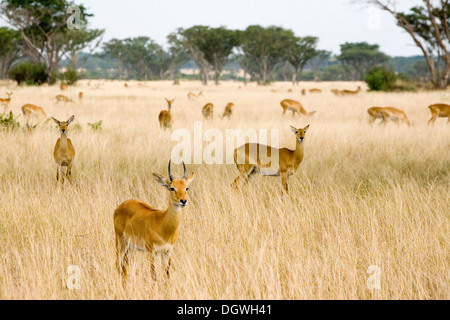 Gruppe von ugandischen Kobs (Kobus Kob Thomasi), trockenen Savanne in der Nähe von Ishasha, Queen Elizabeth National Park, Uganda, Afrika Stockfoto