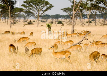 Eine Gruppe von ugandischen Kobs (Kobus Kob Thomasi), trockenen Savanne in der Nähe von Ishasha, Queen Elizabeth National Park, Uganda, Afrika Stockfoto