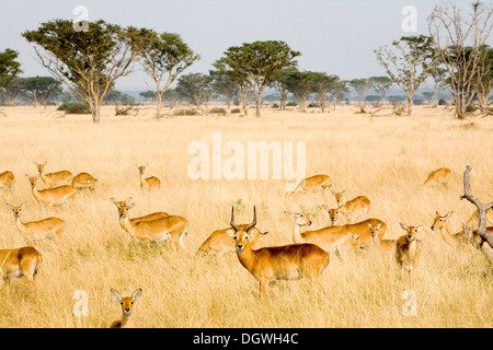 Eine Gruppe von ugandischen Kobs (Kobus Kob Thomasi), trockenen Savanne in der Nähe von Ishasha, Queen Elizabeth National Park, Uganda, Afrika Stockfoto