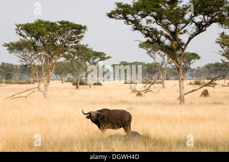 Afrikanischer Büffel (Syncerus Caffer), trockenen Savanne in der Nähe von Ishasha, Queen Elizabeth National Park, Uganda, Afrika Stockfoto