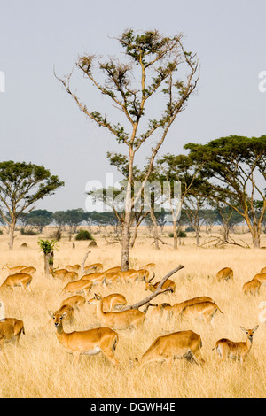 Eine Gruppe von ugandischen Kobs (Kobus Kob Thomasi), trockenen Savanne in der Nähe von Ishasha, Queen Elizabeth National Park, Uganda, Afrika Stockfoto