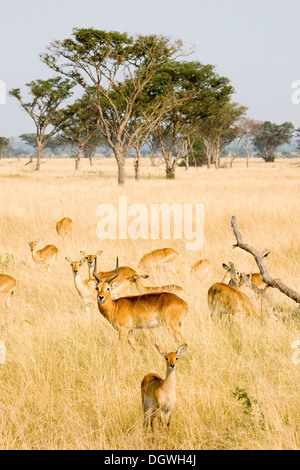 Eine Gruppe von ugandischen Kobs (Kobus Kob Thomasi), trockenen Savanne in der Nähe von Ishasha, Queen Elizabeth National Park, Uganda, Afrika Stockfoto