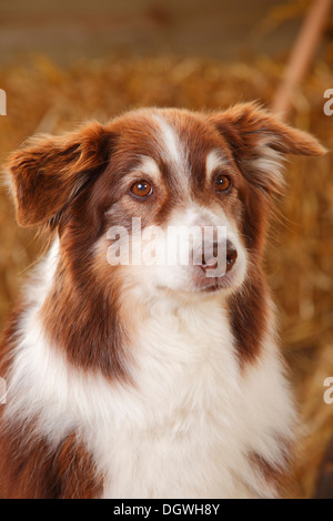 Australian Shepherd, Hund, Red-Tri, 12 Jahre alt | Australian Shepherd, Ruede, Red-Tri, 12 Jahre Alt / Hund zu ändern Stockfoto