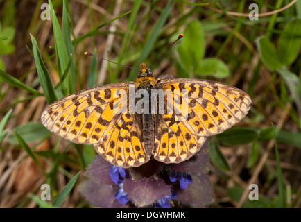 Pearl-umrandeten Fritillary Boloria Euphrosyne; Schmetterling im Wald Lichtung. Stockfoto