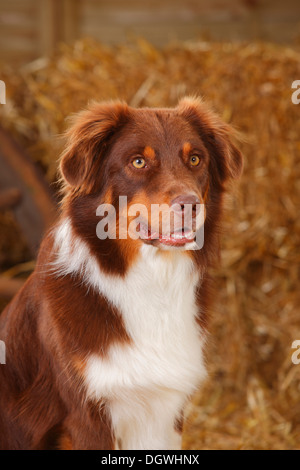 Australian Shepherd, Rüde, Red-Tri | Australian Shepherd, Ruede, Red-tri Stockfoto