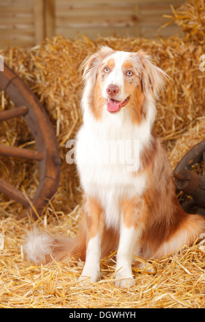 Australian Shepherd, Rüde, Red-Merle | Australian Shepherd, Ruede, Red-merle Stockfoto